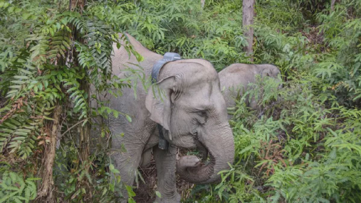 Gajah Liar di Pelalawan Dipasangi Kalung GPS untuk Mitigasi Konflik
