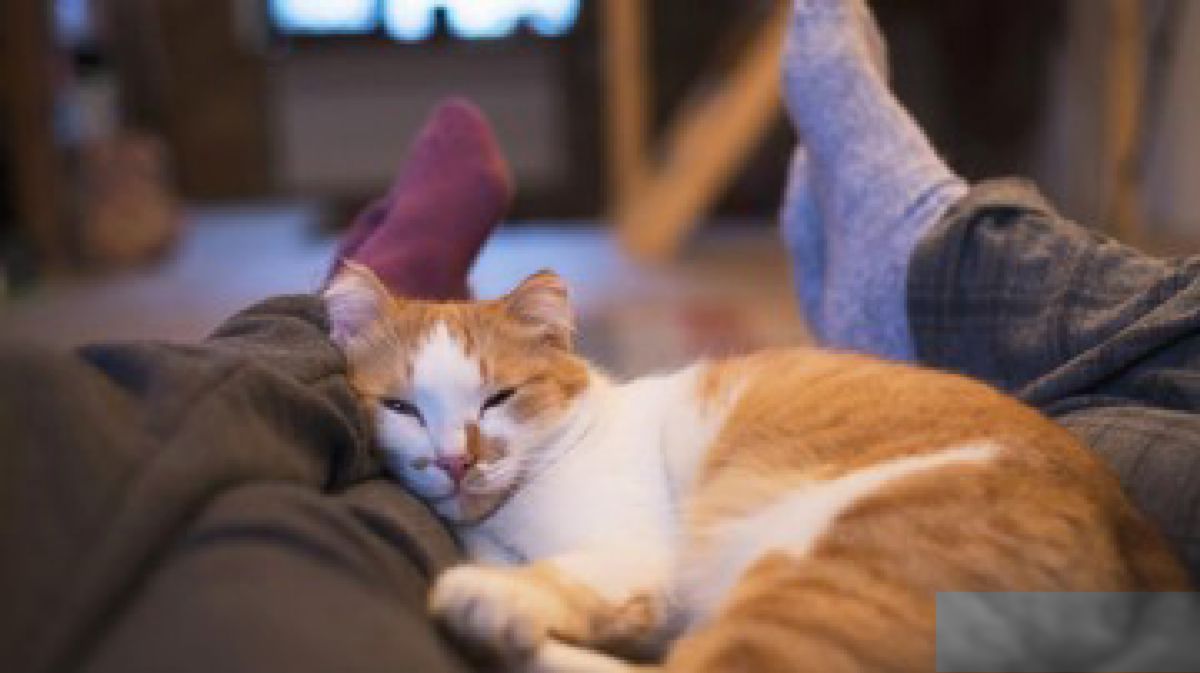 Peneliti Ungkap Alasan Ilmiah Kucing Mengendus Wajah Pemilik saat Tidur