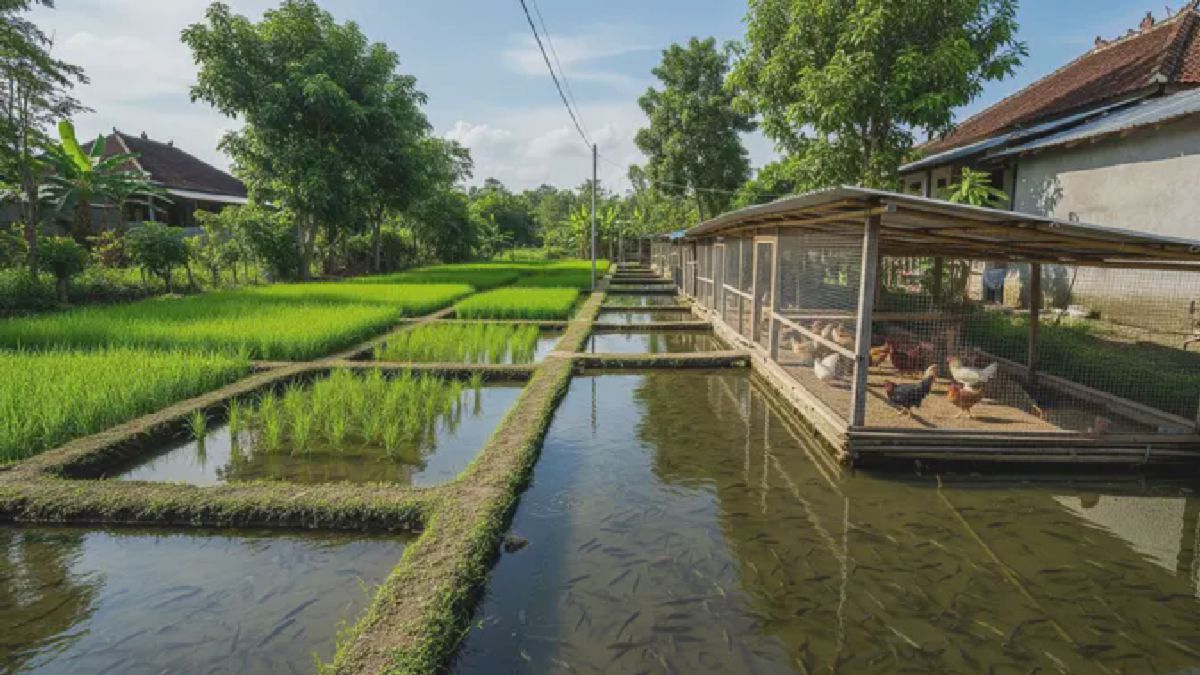 Pertanian Terpadu Mini Gabungkan Ayam, Ikan, dan Sayuran Satu Lahan
