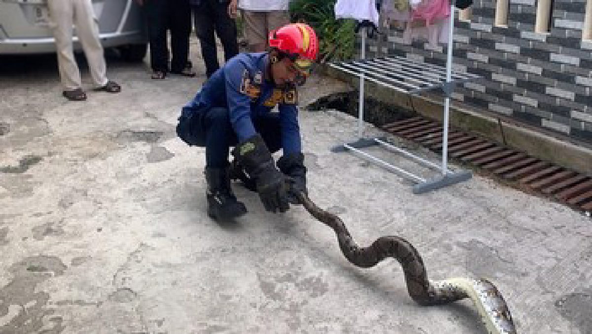 Damkar Bogor Evakuasi Ular Sanca 2 Meter di Bojonggede