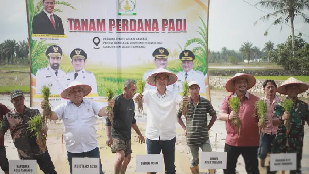 Aksi Tanam Padi Perdana Pascabencana Hidrometeorologi Dimulai