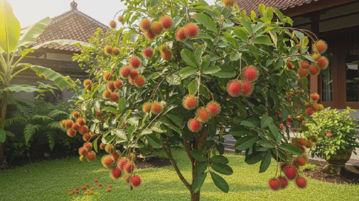 Pakar Ungkap Teknik Tanam Rambutan Pekarangan agar Tetap Lebat Berbuah