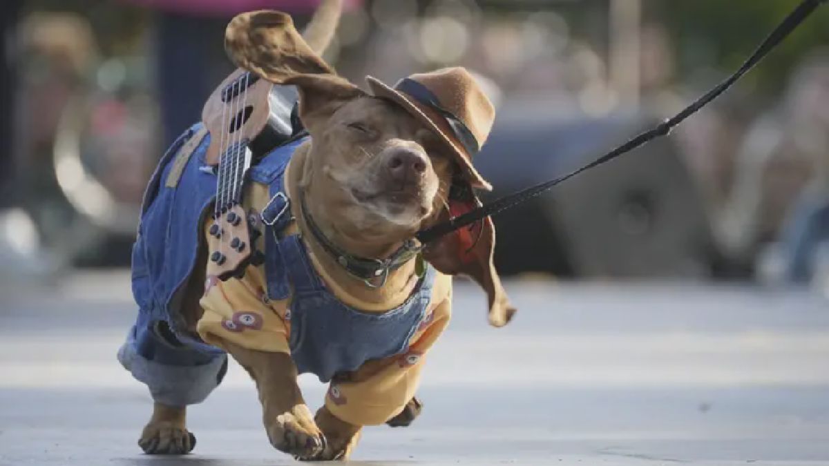 Ratusan Anjing Dachshund Meriahkan Parade Kostum Kreatif di St Petersburg